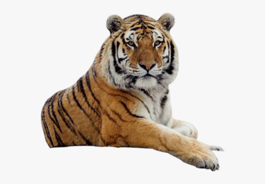 Tiger Png Free Download - Tiger Png, Transparent Png, Free Download