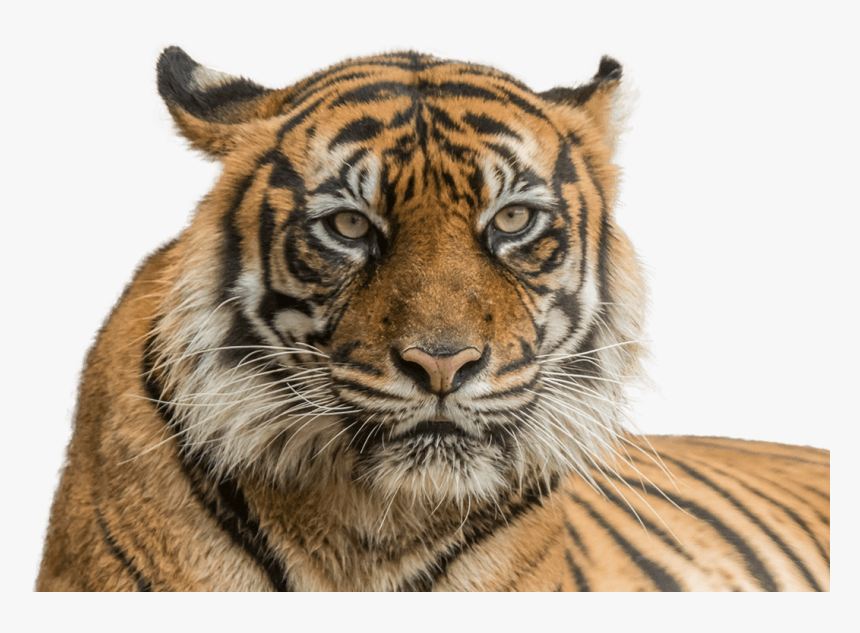 Vector Freeuse Stock Sumatran National Zoo Aquarium - Tiger Face Transparent Background, HD Png Download, Free Download