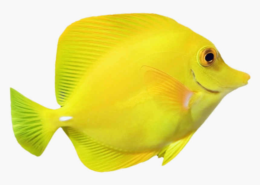 Bright Yellow Fish Swimming To The Right - Yellow Fish Png, Transparent Png, Free Download