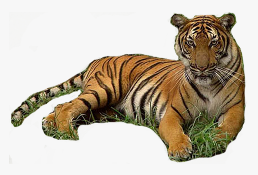 Tiger Werecat Download - Tiger In Grass Png, Transparent Png, Free Download