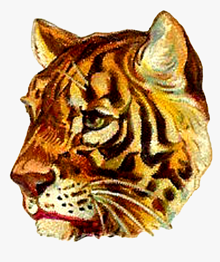 Tiger Profile Digital Clip Art Of Animal Image Victorian - Tiger, HD Png Download, Free Download