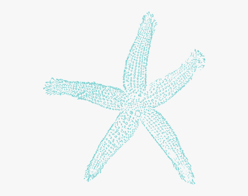 Silver Starfish, HD Png Download, Free Download