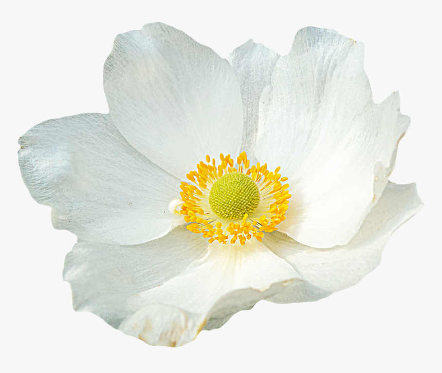 Laminated Poster Png Graphics Flower Anemone Clipping - Flowers With Clear Background, Transparent Png, Free Download