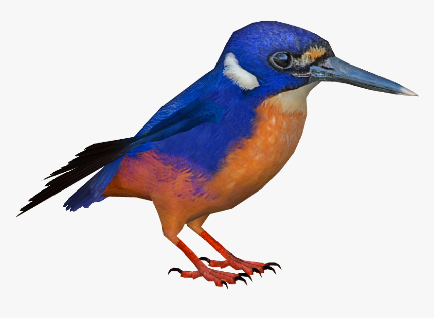 Azure Kingfisher Png, Transparent Png, Free Download