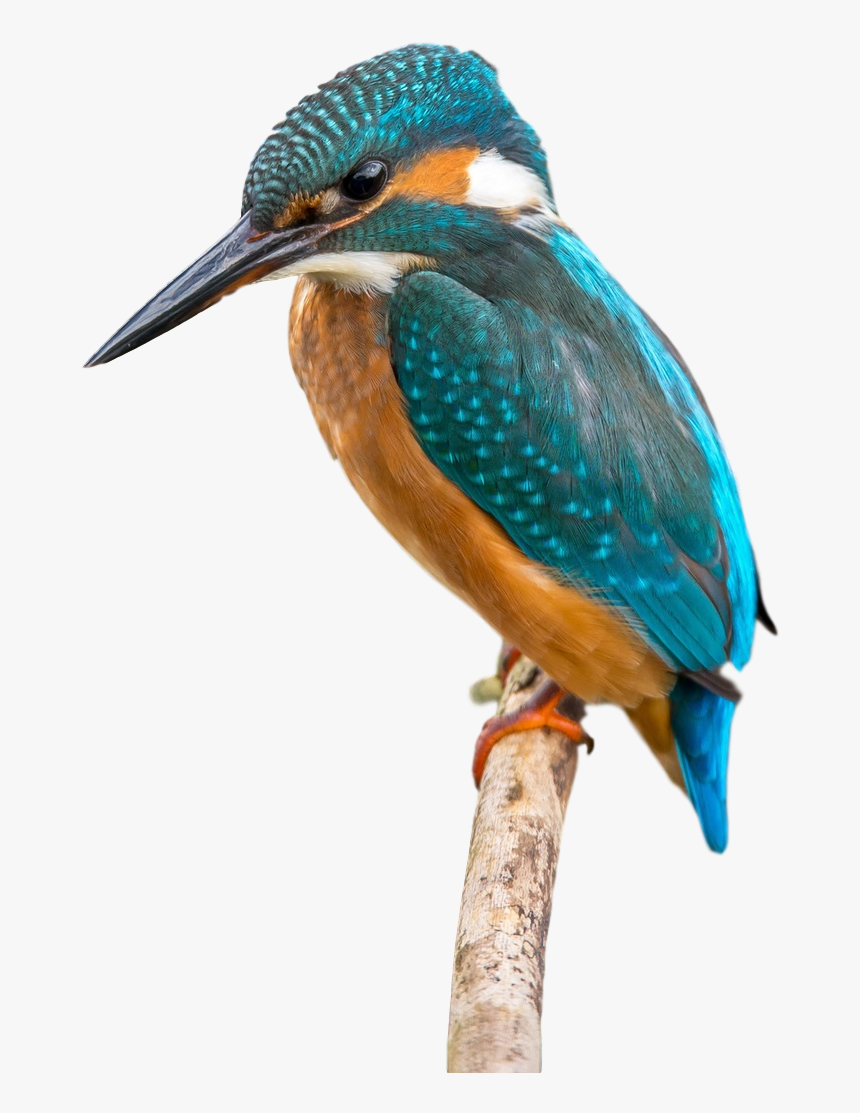 Hummingbird Clipart Kingfisher - Common Kingfisher Transparent Png, Png Download, Free Download