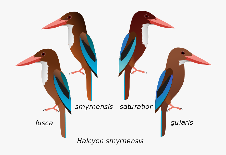 White Throated Kingfisher Female , Png Download - Female White Breasted Kingfisher, Transparent Png, Free Download