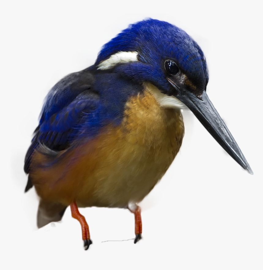 Coraciiformes, HD Png Download, Free Download