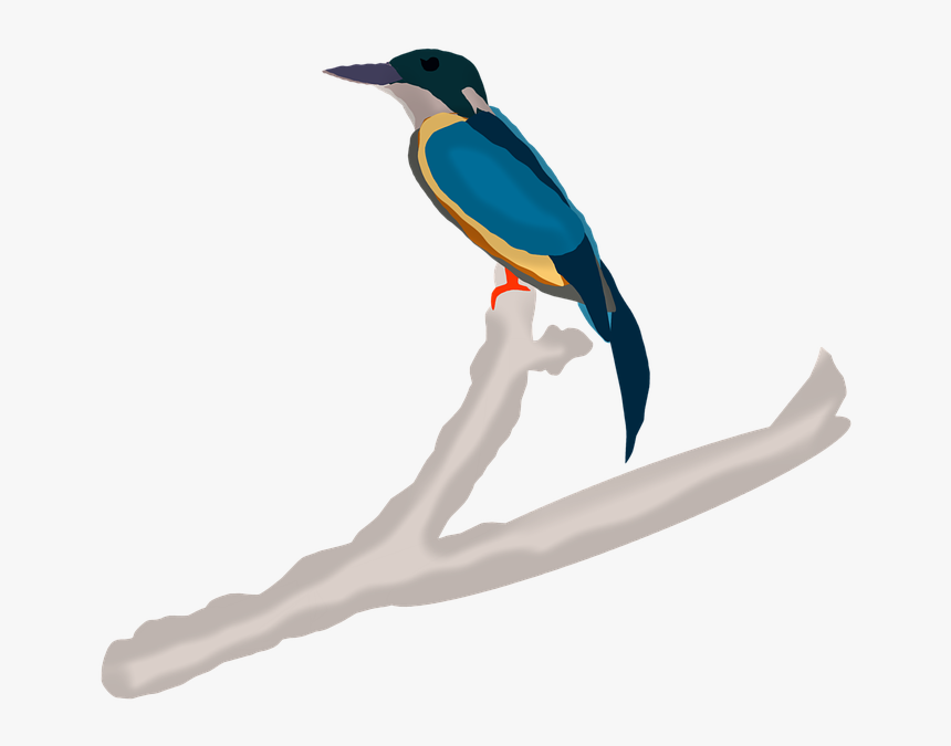 Kingfisher, Nature, Branch, From The Side, Sitting - Coraciiformes, HD Png Download, Free Download