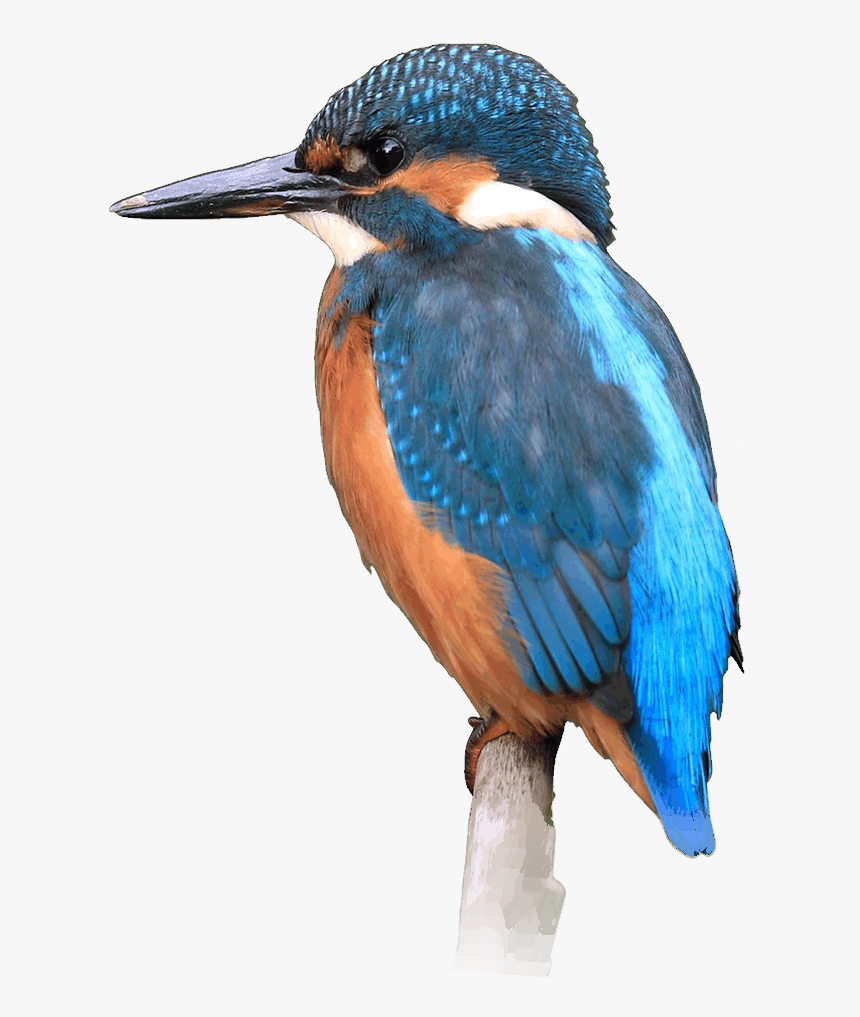 Kingfisher Hd Png , Png Download - Coraciiformes, Transparent Png, Free Download