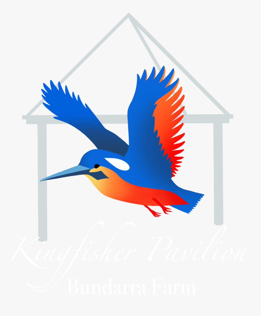 Kingfisher Png, Transparent Png, Free Download