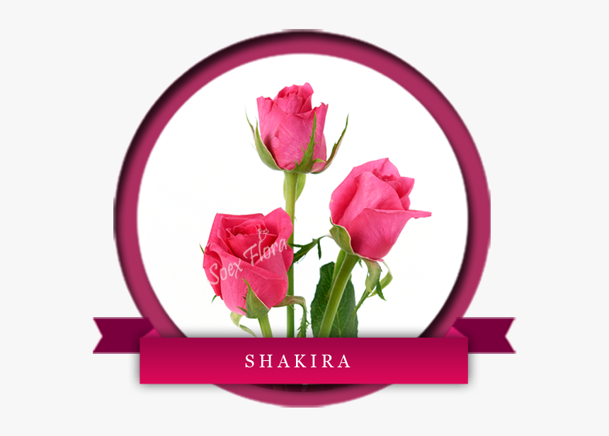 No It"s Not The Famous Singer Shakira But Yes Beautiful - Top Secret Rose Variety, HD Png Download, Free Download