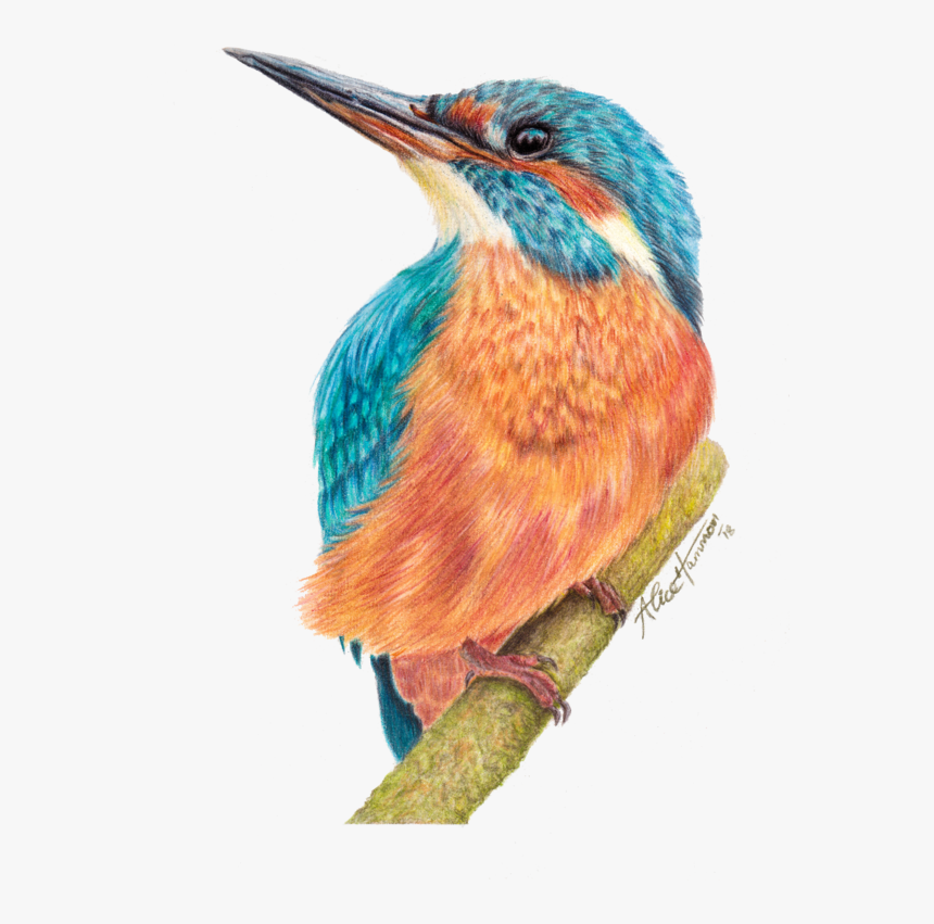 Kingfisher Png, Transparent Png, Free Download