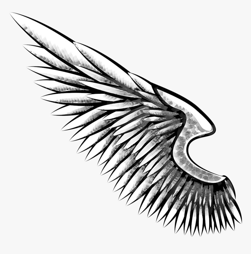 Eagle Wing Png Freeuse Download - Alas De Aguila Dibujo, Transparent Png, Free Download