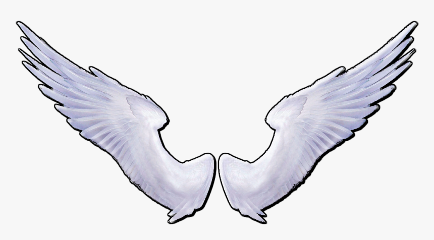 Pigeons And Doves, HD Png Download, Free Download