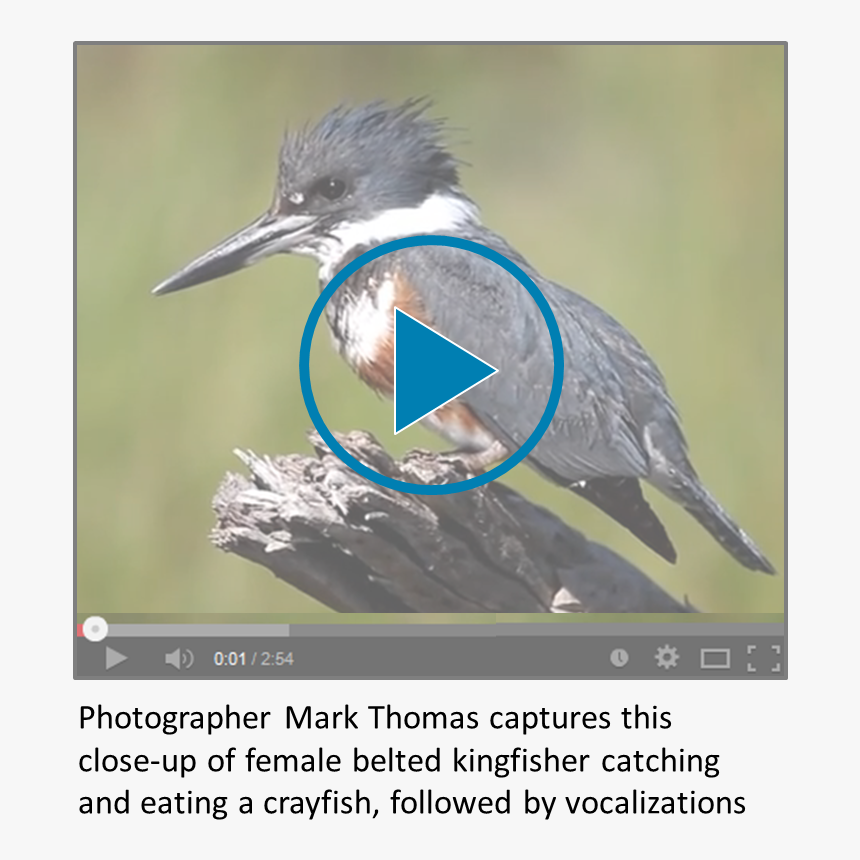 Belted Kingfisher, HD Png Download, Free Download
