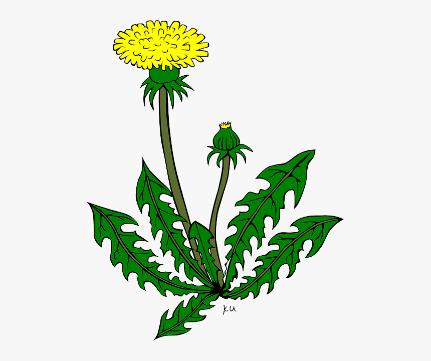 Plants Weeds Cartoon - Weeds Clipart, HD Png Download, Free Download