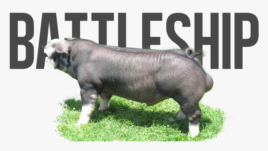 Domestic Pig, HD Png Download, Free Download