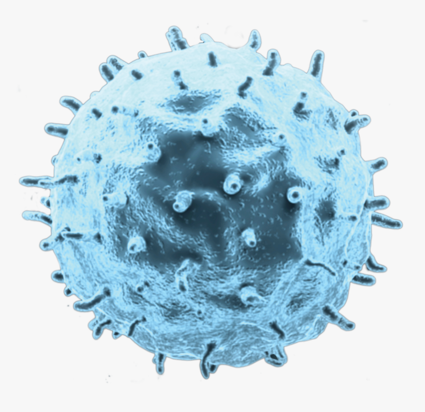 Cancer Cell Transparent, HD Png Download, Free Download