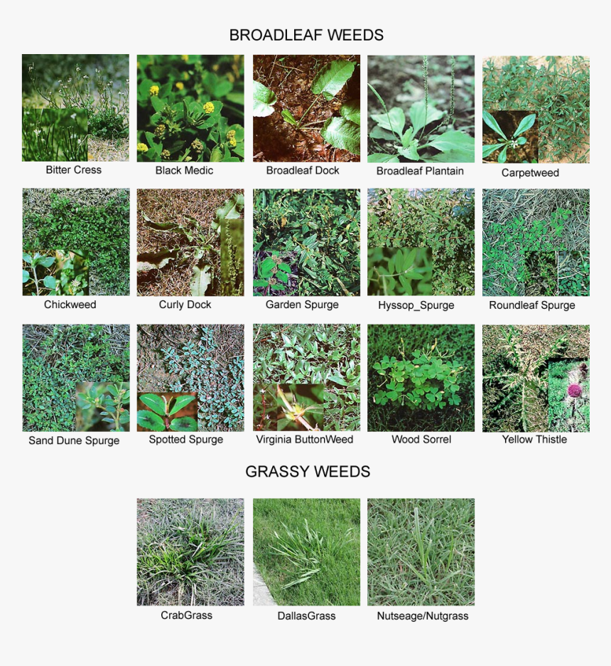 Common Lawn Weeds - Identification Weeds In Grass, HD Png Download, Free Download