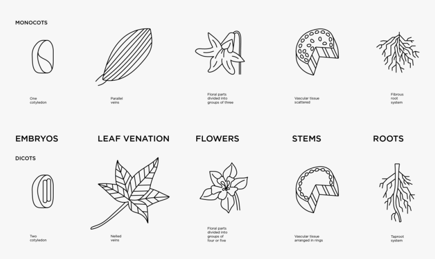 Illustrated Diagram Of The Differences Of Monocot And - Drawing, HD Png Download, Free Download