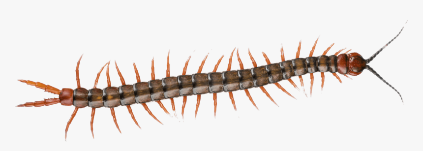 Centipede - Transparent Centipede Png, Png Download, Free Download