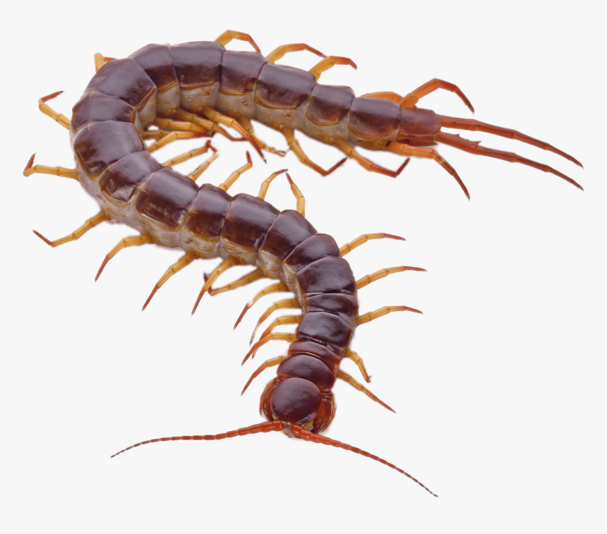 Brown Centipede With Orange Legs - Centipede White Background, HD Png Download, Free Download