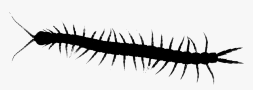 Millipedes Centipedes House Insect Centipede Graphics - Kelabang Png, Transparent Png, Free Download