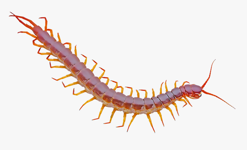 Giant Centipede White Background, HD Png Download, Free Download