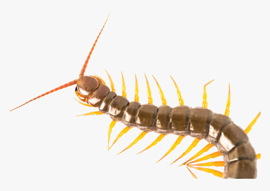 Centipede Png, Transparent Png, Free Download