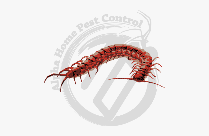 Centipede Black, HD Png Download, Free Download