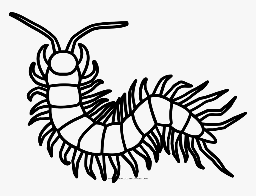 Centipede Coloring Page - Imagenes De Un Ciempiés Para Dibujar, HD Png Download, Free Download