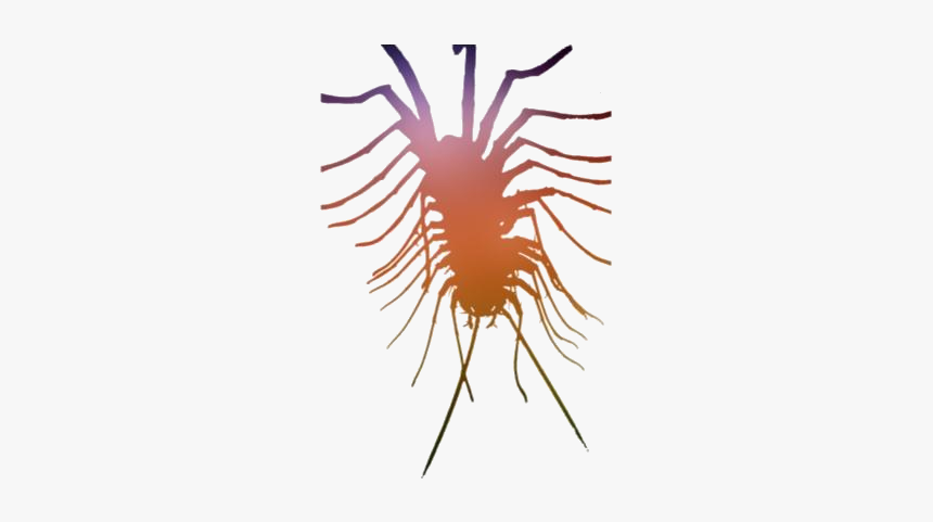 Centipede Png Transparent Images - Invertebrate, Png Download, Free Download