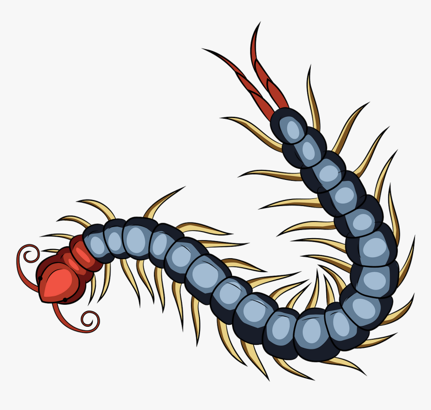 Chinese Red Head Centipede Art, HD Png Download, Free Download