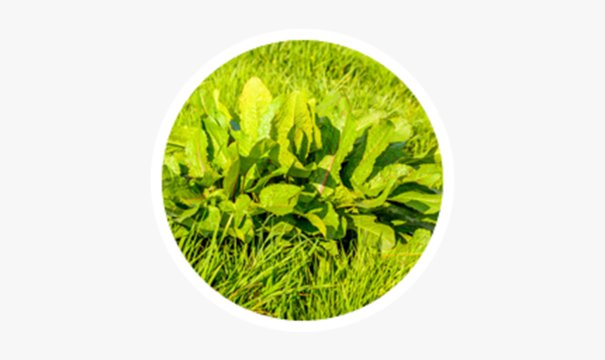 Grass, HD Png Download, Free Download