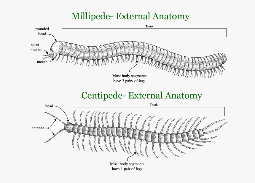 Centipedes, Millipedes - Labelled Diagram Of Millipede, HD Png Download, Free Download