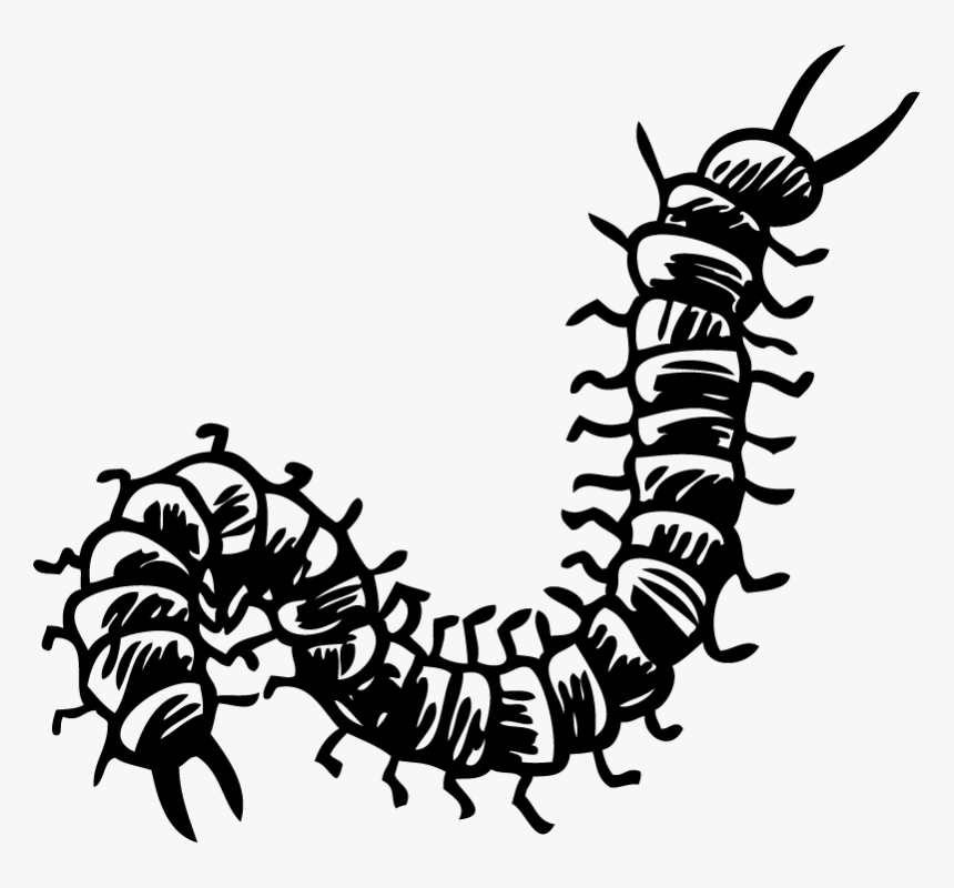 Centipede Clipart Black And White, HD Png Download, Free Download