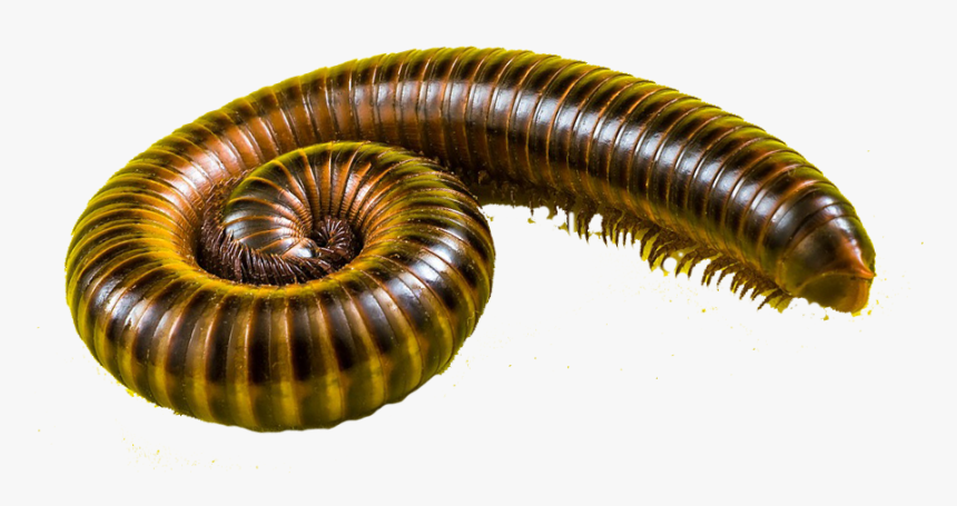Millipedes, HD Png Download, Free Download