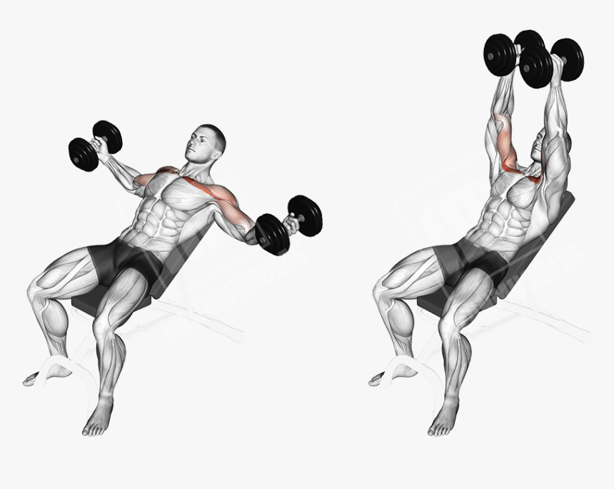 Incline Dumbbell Fly, HD Png Download, Free Download