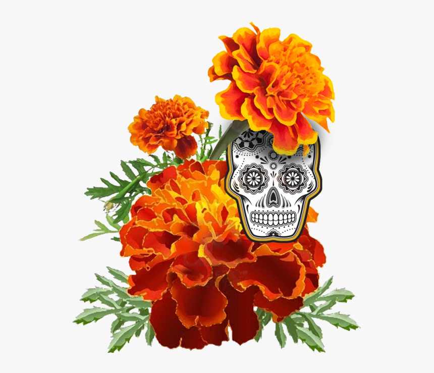 Marigold-skull - Dia De Los Muertos Marigold Drawing, HD Png Download, Free Download