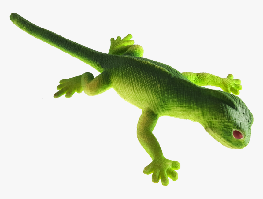 Carolina Anole , Png Download - Carolina Anole, Transparent Png, Free Download