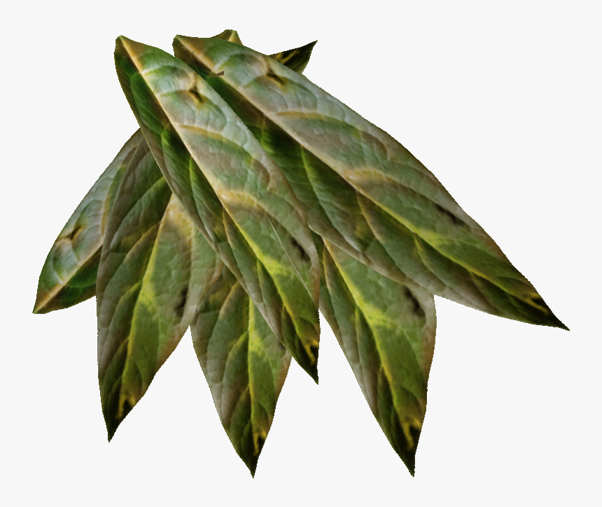 Tobacco Png Image - Tobacco Plant Png, Transparent Png, Free Download