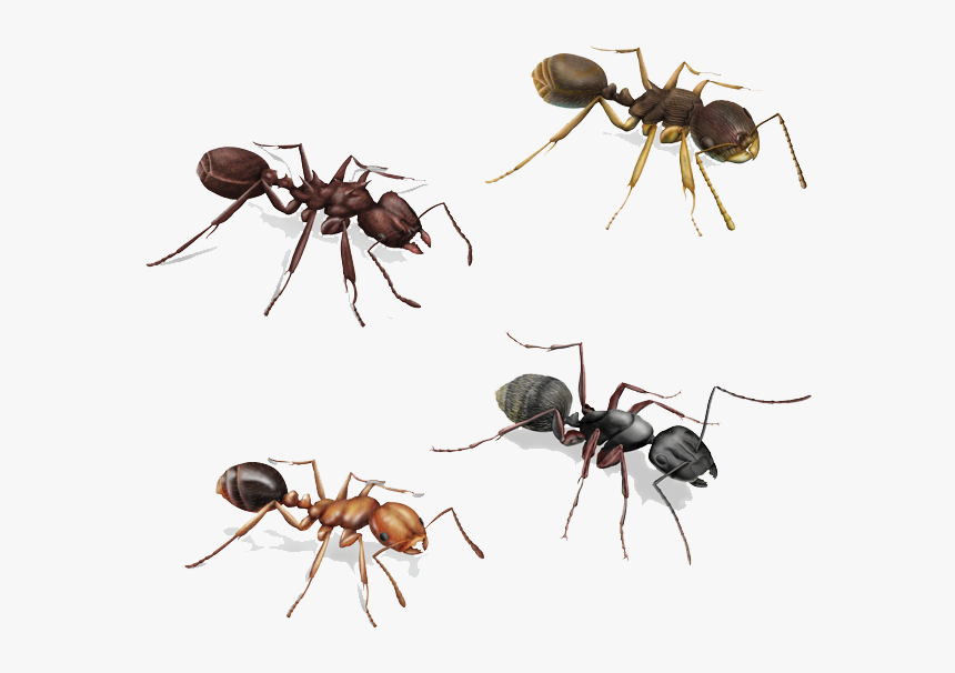 Carpenter Ant, HD Png Download, Free Download