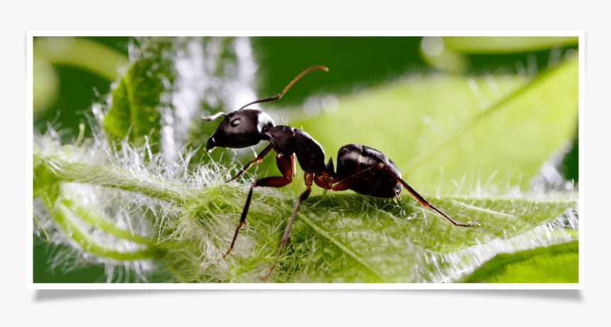 Carpenter Ant, HD Png Download, Free Download