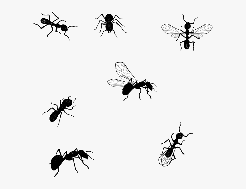 Jiminey Kricket Exterminating Ants - Transparent Bee Drawing Png, Png Download, Free Download