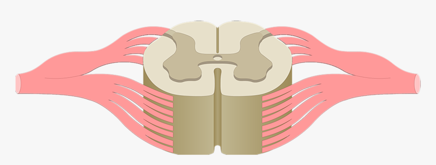 Spinal Cord Anatomy Unlabeled, HD Png Download, Free Download