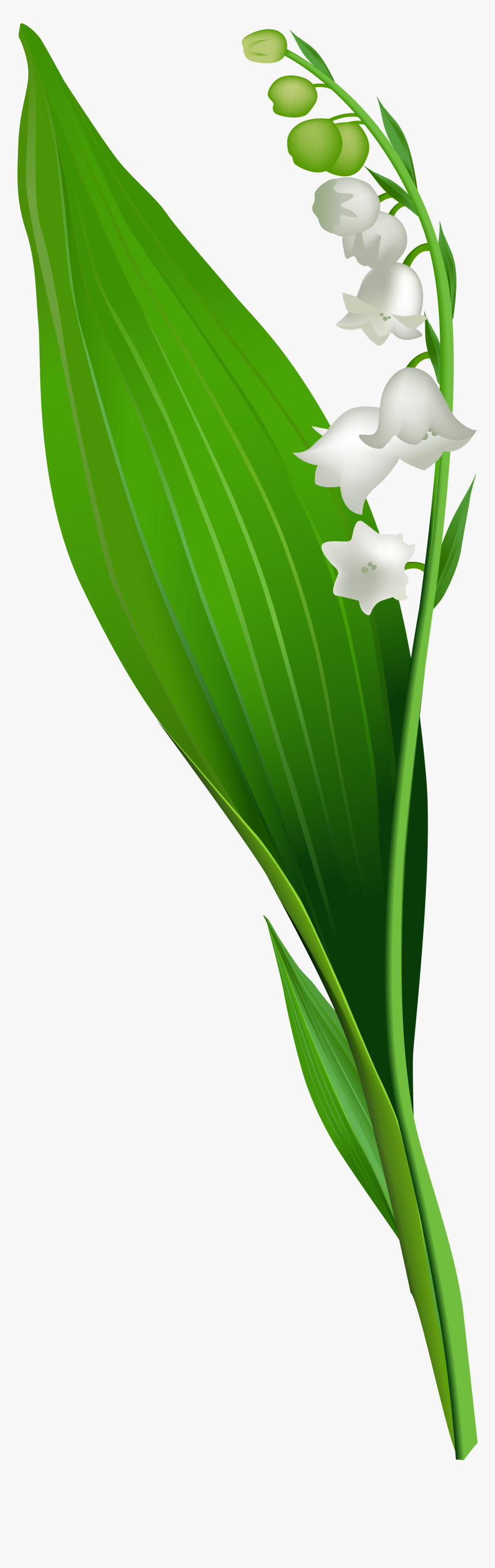 Valley Clipart Transparent - Lily Of The Valley Png, Png Download, Free Download