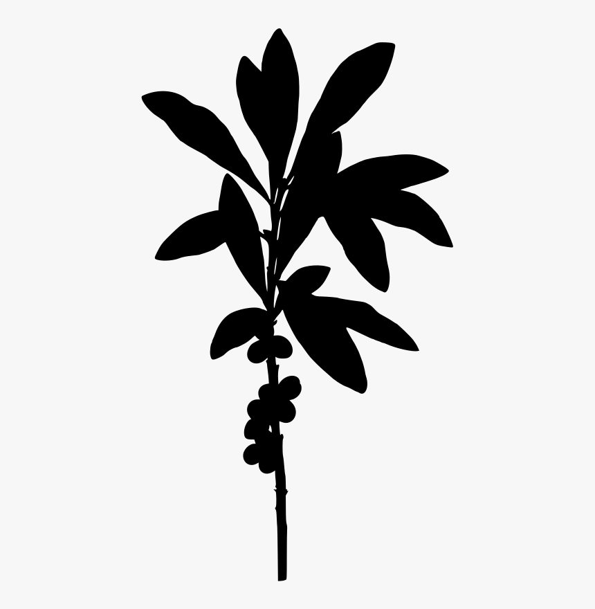 February Daphne - Daphne Plant Png, Transparent Png, Free Download