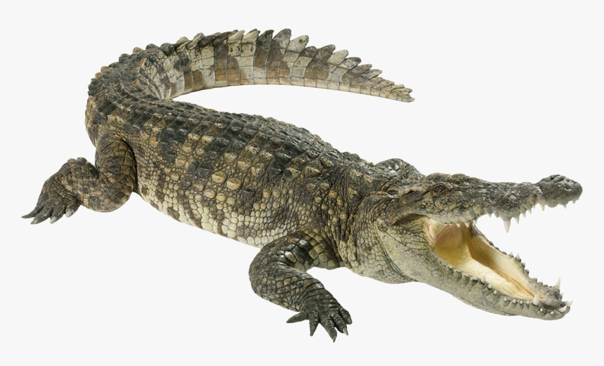 Crocodile Png Images Free Download, Gator Png, Aligator - Animals Which Can Swim, Transparent Png, Free Download