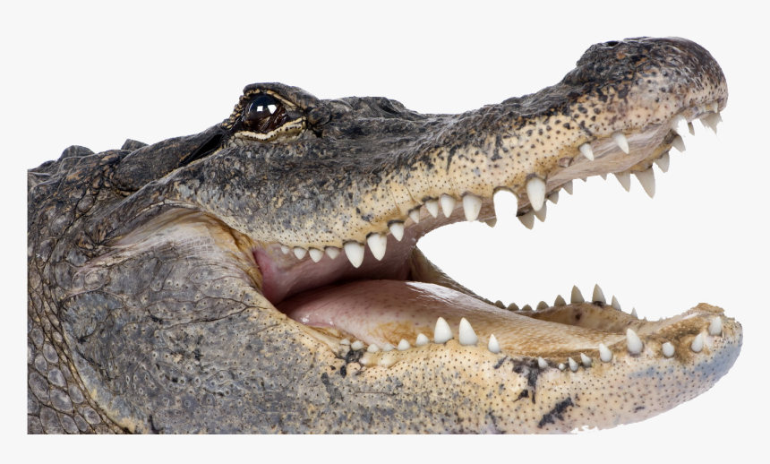 Crocodile Png Transparent Picture - Alligator Png, Png Download, Free Download