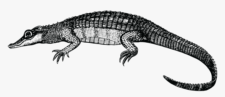 Cliparts For Free - Alligator Clipart Black Png, Transparent Png, Free Download